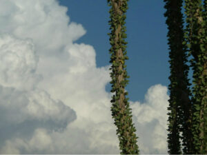 Ocatillo on clouds