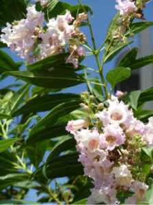 Pink flowers
