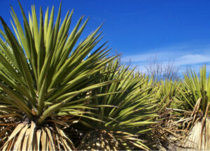 Agave patch