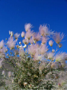 Wild grasses