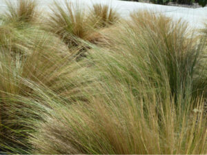 Grass patch