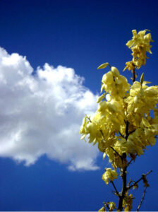 Yellow flowers against sky