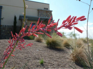Red flower in front of building