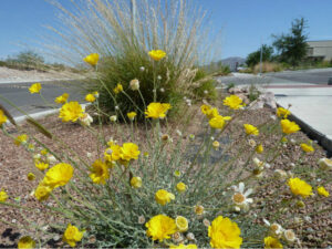 Yellow wild flowers