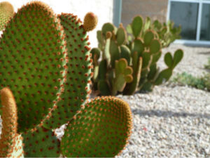Prickley pear on white stone