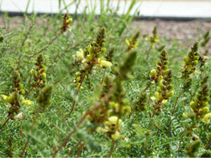 Green field with yellow flowers