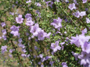 Green field purple flowers