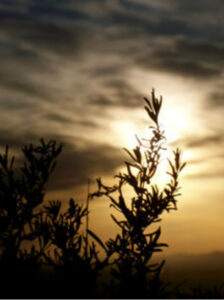 Grey sky with bushes in foreground