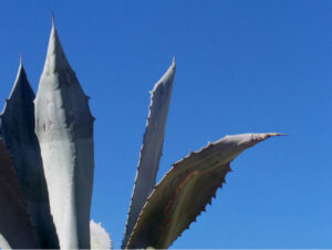 Agave on blue