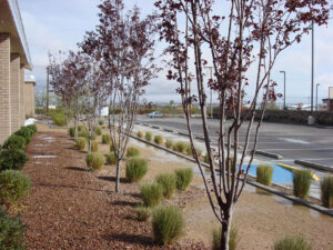University Medical Center N.E.