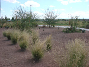 Blackie Chesher Park